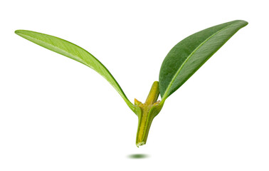 Blueberry leaf isolated on white background