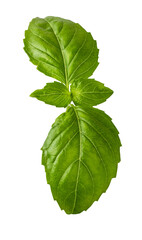 Basil leaf isolated on white background