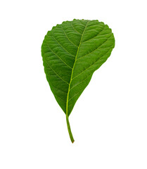 Fototapeta premium Mango leaf isolated on white background