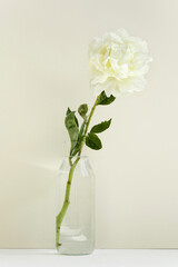 One single flower of white peony in a transparent vase on pastel background