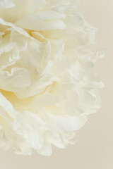 Close-up of white creamy flower petals of peony, innocence and femininity concept