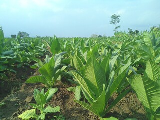 Obraz premium green tobacco plants, agricultural land images