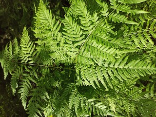 Green fern on a sunny day