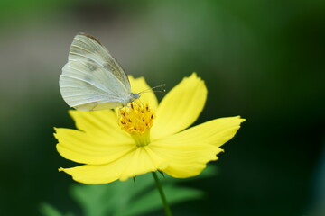 黄色の花の上にモンシロチョウ