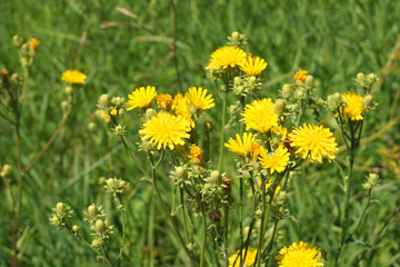 Medicinal dandelion in a green field, close up