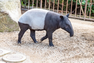 Fototapeta premium Malajski tapir chodzący po ziemi