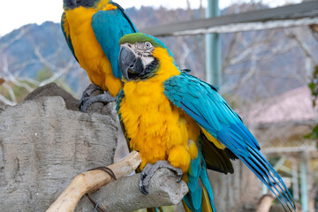 ルリコンゴウインコ　A Blue-and-Gold Macaw