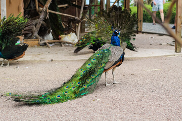 Obraz premium Several peacocks walk in the zoo aviary with folded tails