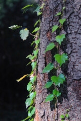 Green and light green ivy climbing up a tree