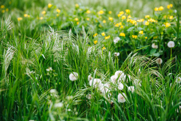 White dandelions among green and lush grass