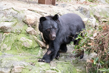 ニホンツキノワグマ（ニッポンツキノワグマ）　Japanese black bear, Ursus thibetanus japonicus
