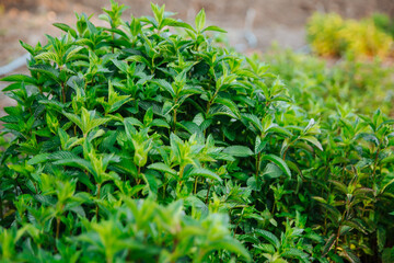 Mint plant growing at vegetable garden. Fresh green mint leaves, herbal plant. 