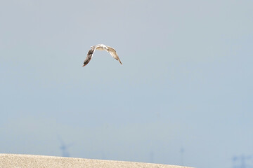 Beautiful white seagull flying against the blue sky and white clouds, freedom and flight concept