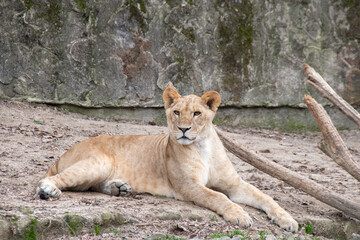 Fototapeta na wymiar メスのライオンの全身　The female lion sitting on the ground