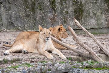 Fototapeta na wymiar ライオンのカップル　A pair of lions