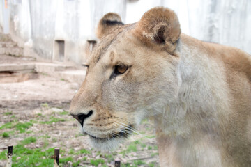 Fototapeta na wymiar メスのライオンの顔のアップ　The closed-up face of a female lion