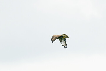 One common buzzard bird, bird of pray, buteo buteo, in flight against a white sky
