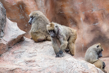 サルの仲間のアヌビスヒヒ　Olive Baboons / Anubis baboons,  a member of the family Cercopithecidae 