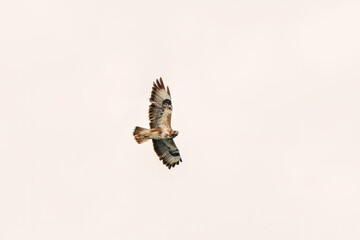 One common buzzard bird, bird of pray, buteo buteo, in flight against a white sky