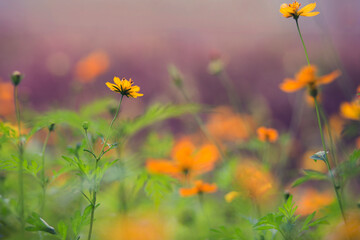 field of flowers
