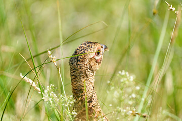 A pheasant bird head, stands on a meadow in the middle of field flowers and grass. Seen from behind