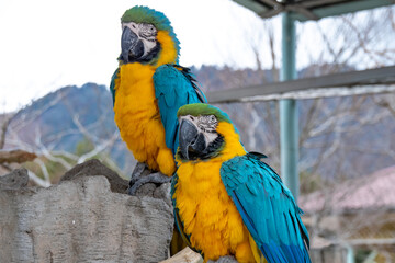 ルリコンゴウインコのカップル　A pair of Blue-and-Gold Macaws
