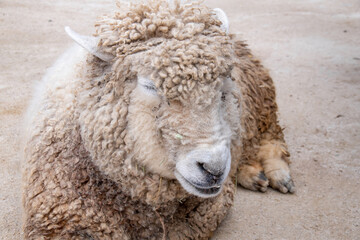 スヤスヤと眠る羊　Sleeping sheep on the ground