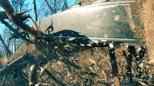 Branches of pine wood are getting cut off with a buzzsaw