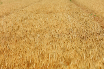 The mature wheat