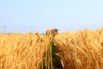 Fototapeta na wymiar The mature wheat