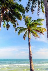 Caribbean Sea coast. Coconut palm