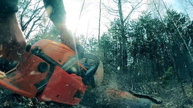 Sawmill worker is using a motorsaw to cut a tree