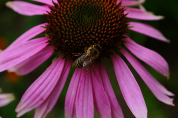Coneflower, Echinacea angustifolia in the garden