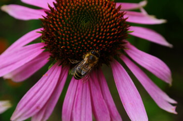 Coneflower, Echinacea angustifolia in the garden
