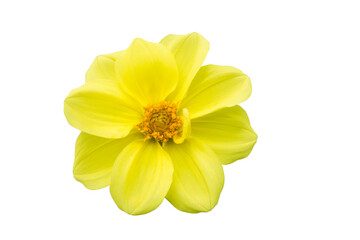 yellow flower isolated on white