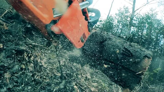 Pine tree is getting cut into parts with a buzzsaw in the forest