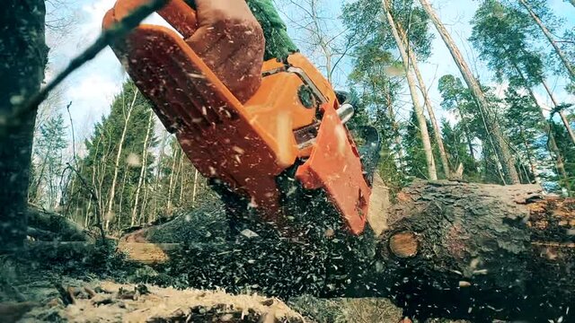 Tree trunk is getting sawn by a sawmill worker