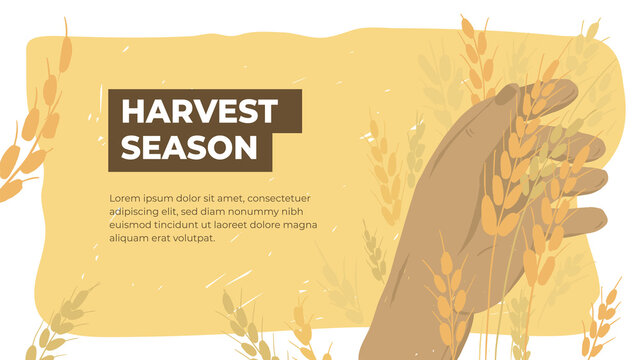 Design template for agriculture or farming. Layout or flyer with farmer holding ears of wheat. Ripe grain in human hand. Man checking crop on field. Harvest season in farm land. Vector illustration