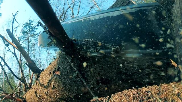 Buzzsaw is cutting off branches of a pine tree