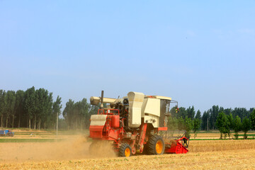 Obraz premium combine harvester working on a wheat field