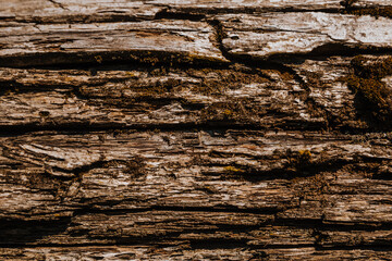 The texture of old wood and moss. Tree bark texture