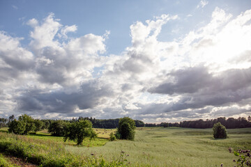 Country landscape. Field of oats in front, hey rolls at the background. White clouds in the sky