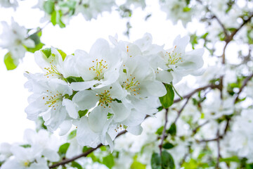 Branches of a blossoming apple-tree against the blue sky