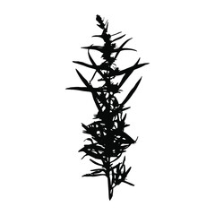 Imprint of natural field grass. Decorative grass isolated elements on a white background. Suitable for design postcards, patterns. Stock vector illustration.