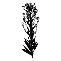 Imprint of natural field grass. Decorative grass isolated elements on a white background. Suitable for design postcards, patterns. Stock vector illustration.