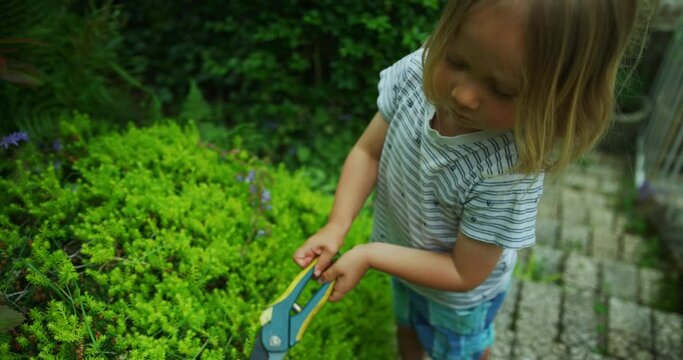 Preschooler cutting bushes in garden