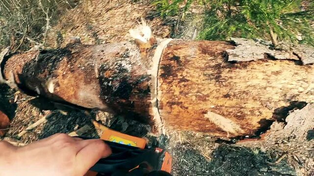 Pine is getting cut into parts with a buzzsaw