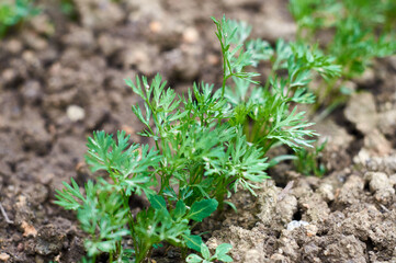 Green tops of carrots in the garden.