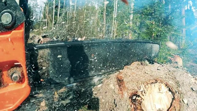 Pine tree trunk is getting cut with a motorsaw