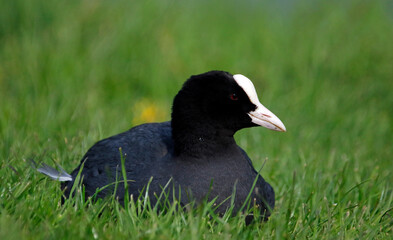 Coot relaxing on the grassy bank of a lake